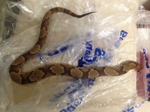 Man bit by snake at Lowe's