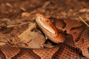 A Northern x Southern Copperhead (Agkistrodon contortrix) hiding on the forest floor in Illinois, USA