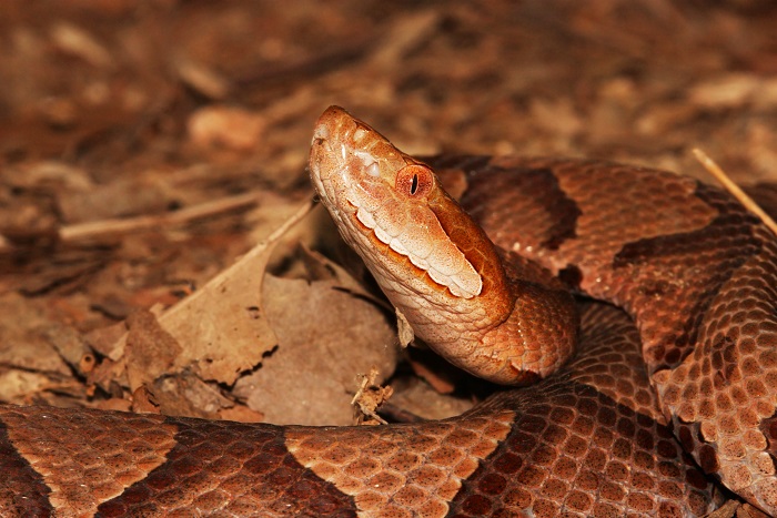 Snake Bite Rates On the Rise in North Carolina - Auger Site