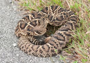 A large, impressive and potentially deadly Eastern Diamondback Rattlesnake poises in strike position when encountered on a south Florida roadside