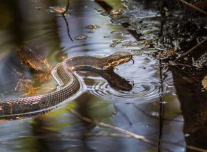 Cottonmouth snake with tongue out