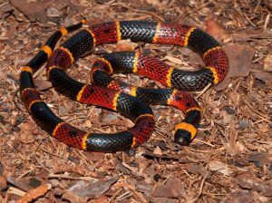 Eastern Coral Snake (Micrurus fulvius)