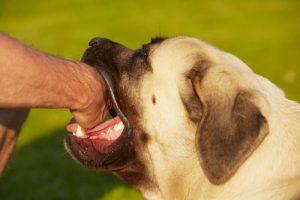 Dog biting laws in North Carolina