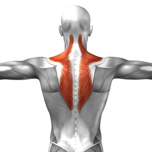3D rendering of the trapezius muscle
