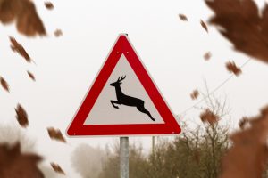 deer crossing sign