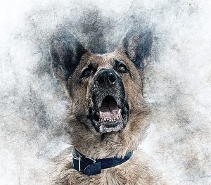 Charleston Dog Bite Attorney