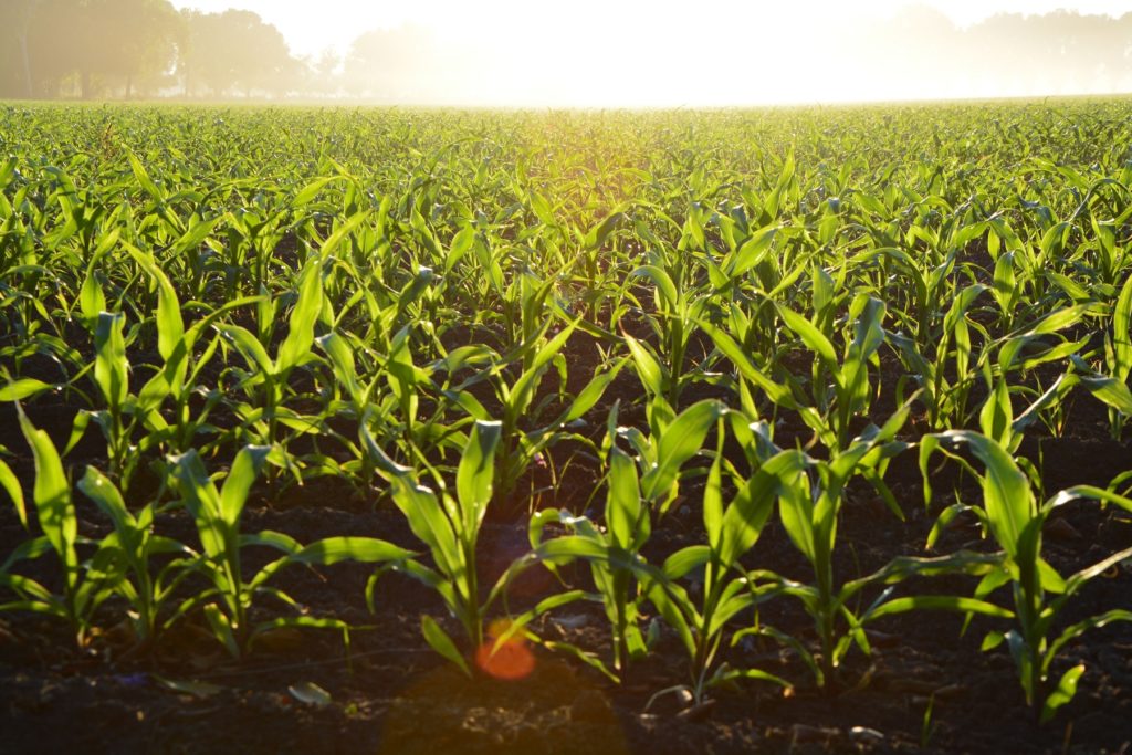field-of-corn