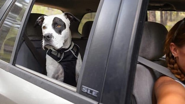 How to keep your dog safe in a car