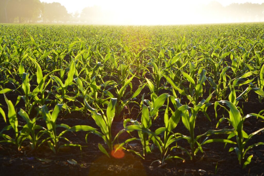 field-of-corn