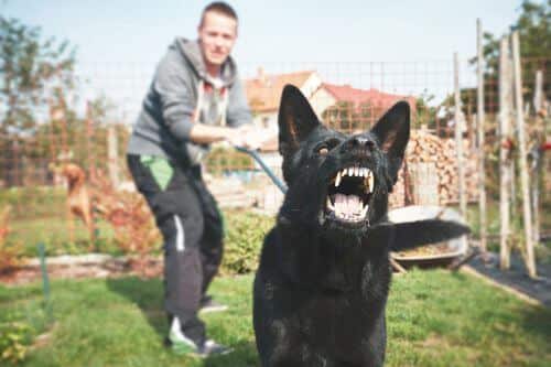 An aggressive dog is held on a leash by its owner.