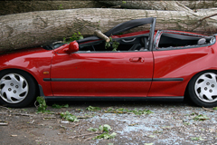 Tree crashed on car