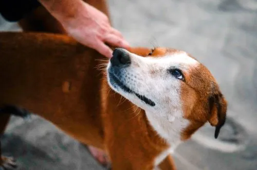 A scared dog right before he bites the man petting him.