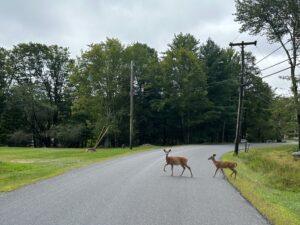 What Happens if an Animal Causes a Car Crash in Charlotte? What Happens if an Animal Causes a Car Crash in Charlotte?
